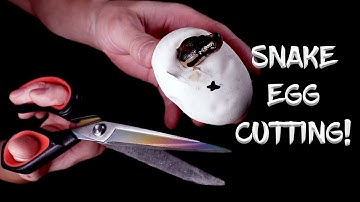 Ball Python Egg Cutting!  (See the Results!)