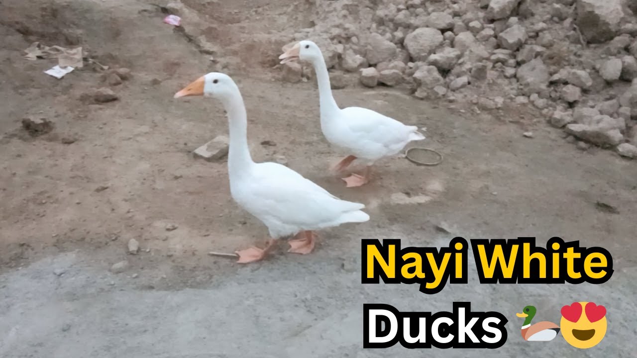 Mini Zoo Main Aayi Nayi Long Neck White Ducks 🦆😍