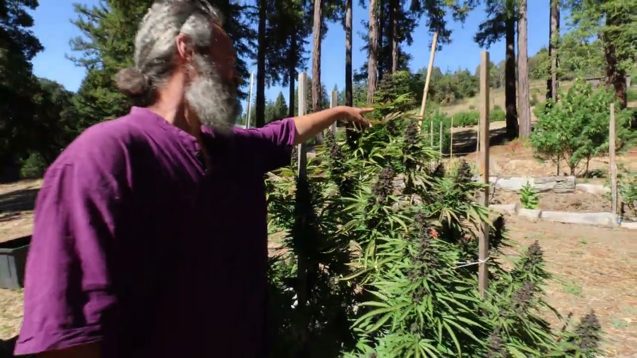 Last Pakistani Chitral Kush plant to be harvested in our Shade Garden