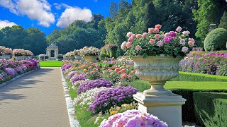 видео: Прогулка по цветочным изгородям 🌸 Расслабляющая прогулка по саду для успокоения души | Гениальная... картинка: Прогулка по цветочным изгородям 🌸 Расслабляющая прогулка по саду для успокоения души | Гениальная...