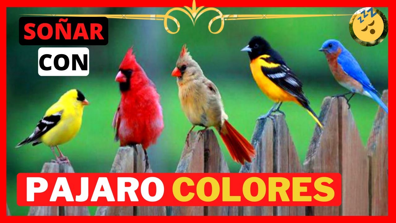 Que significa soñar con un pajaro