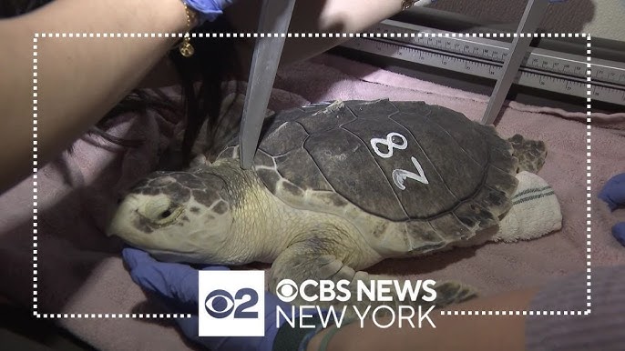 Long Island College Students Volunteer At Marine Rescue Center For Spring Break