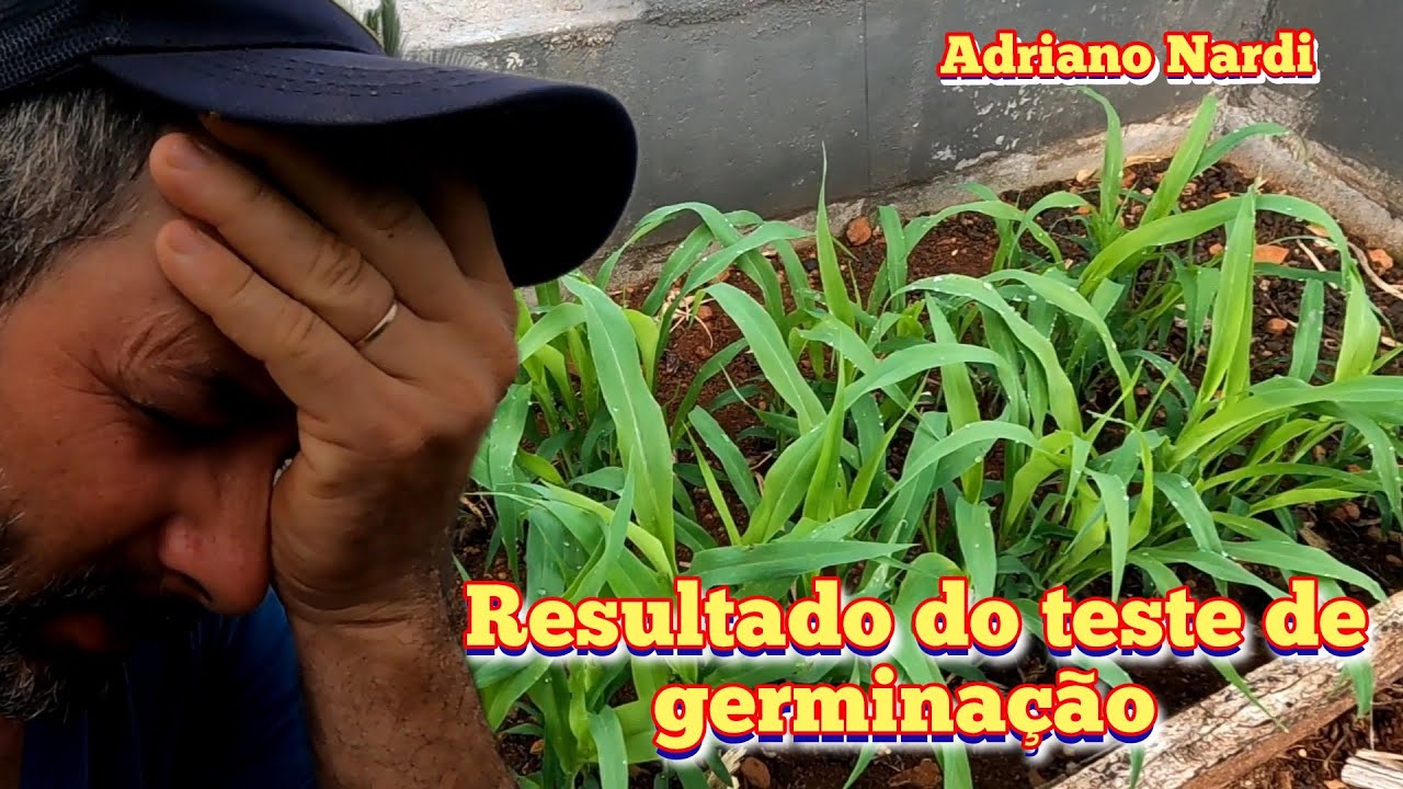 Não estou contente com o resultado do replantio do sorgo.