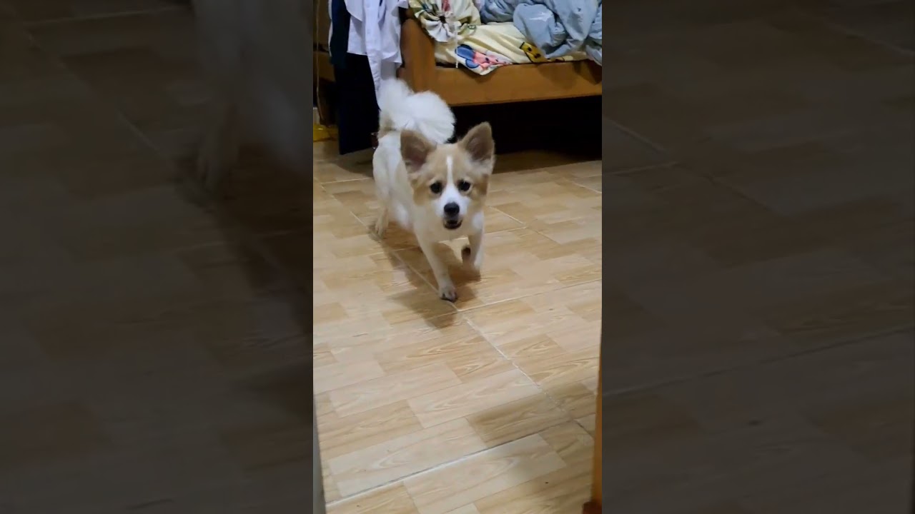 Cún mẹ tìm con sau khi đi chơi về không thấy con 🤣