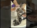 美人の髪を洗ってるところ。この後バッサリ切りました。