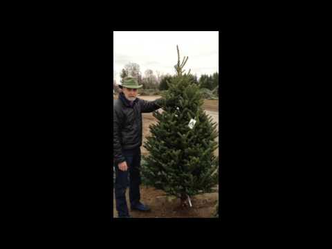 How to choose a Christmas tree