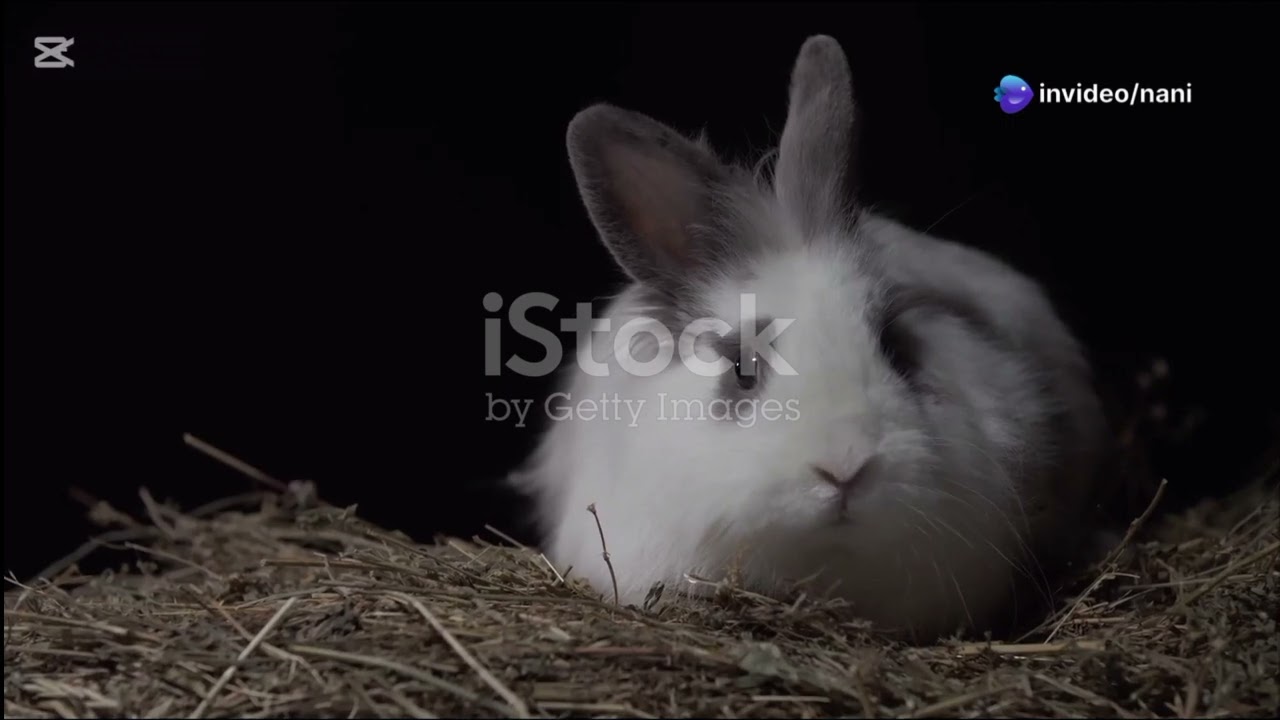 10 Animals in the World You’ll Want One as a Pet