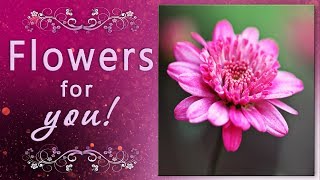 🎶💗 FLOWERS FOR YOU! HAVE A BLESSED DAY🎶💗 4K The most beautiful music video for WhatsApp