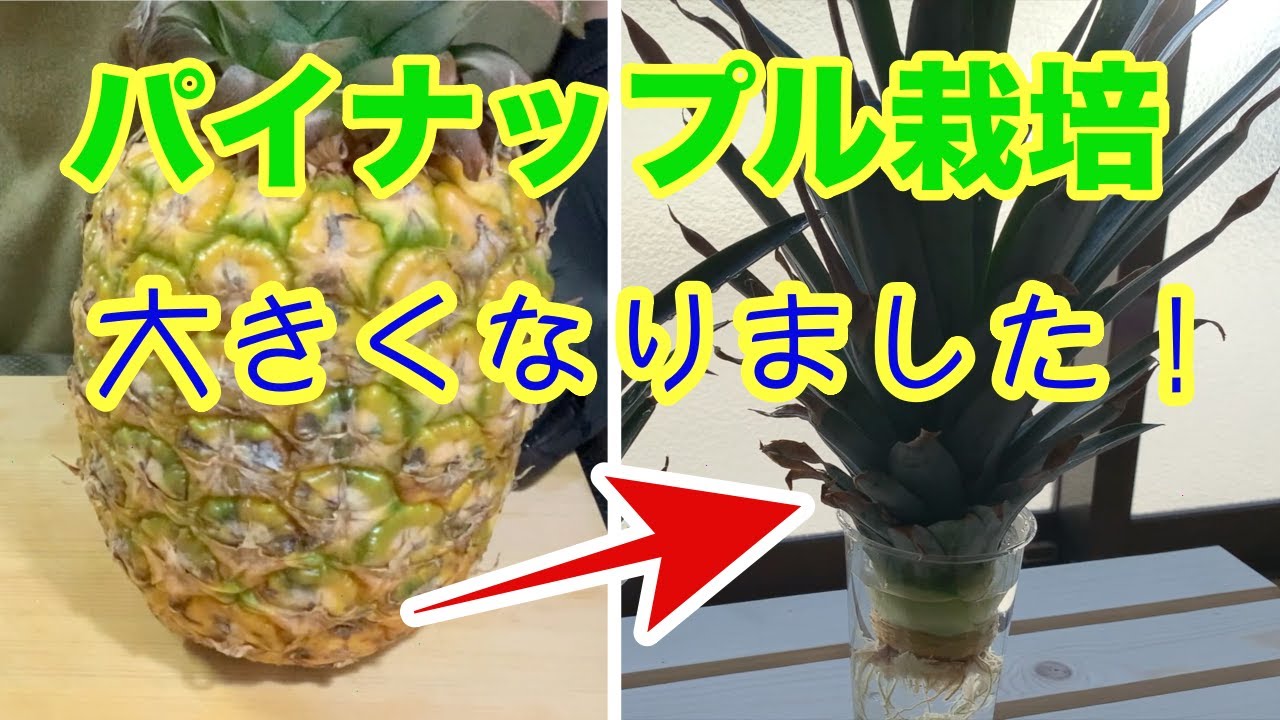 パイナップル水耕栽培 パイナップルのヘタを育ててみたらこんなに大きくなっちゃった 一人暮らしolの栽培日誌vlog Youtube