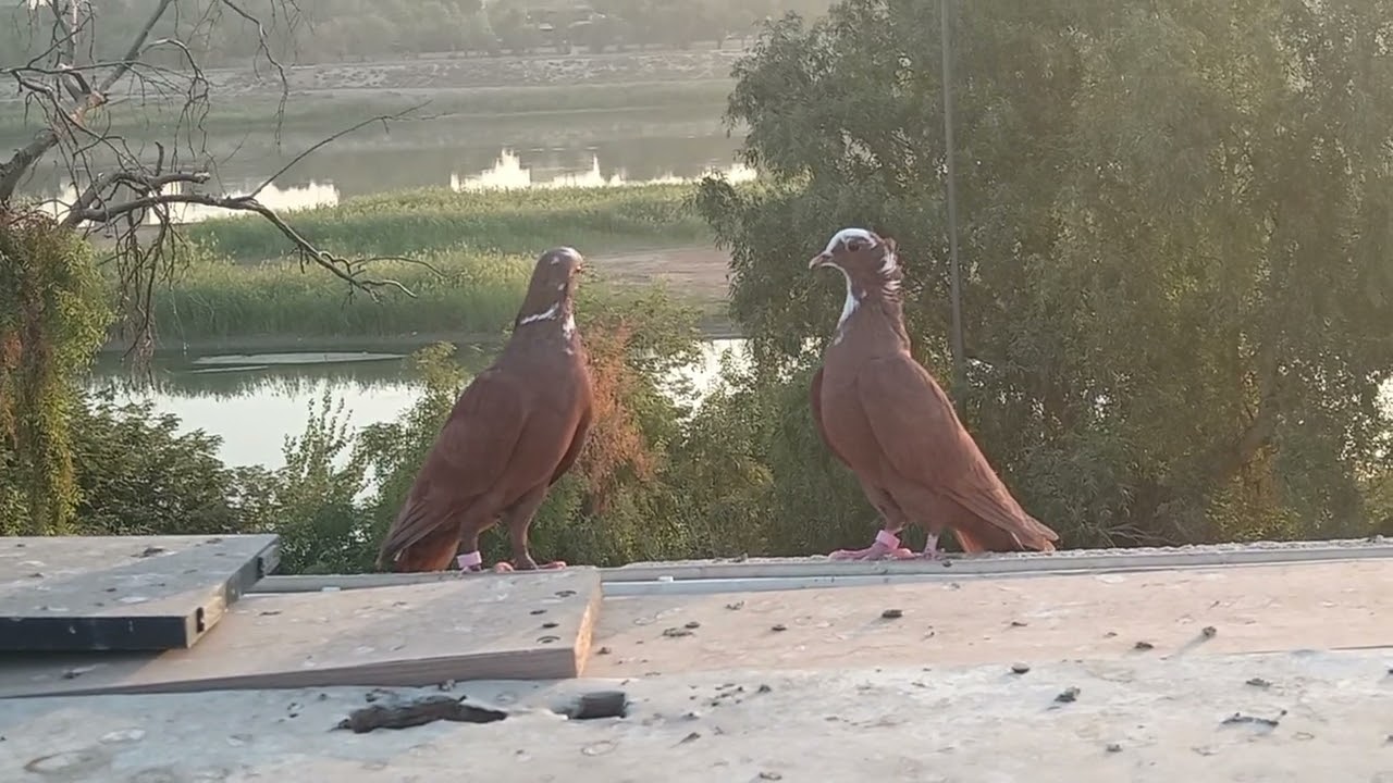 اليوم بالدوره.... والجو تعبان نص بغداد ما طيرت 