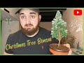 How to bonsai your christmas trees small