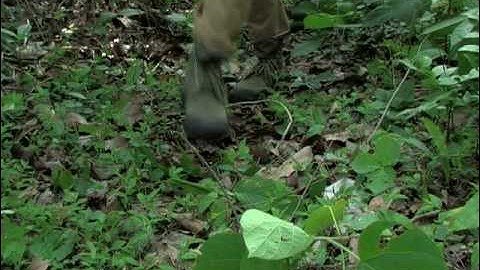 Segment 3 of 9: Monitoring Tigers - Line Transect PART 1