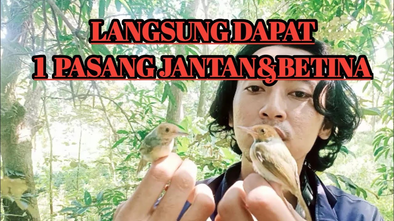 Cara Memikat burung prenjak kepala merah satu pasang langsung lengket