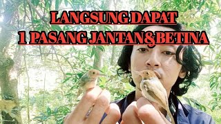 Download Lagu Cara Memikat burung prenjak kepala merah satu pasang langsung lengket MP3