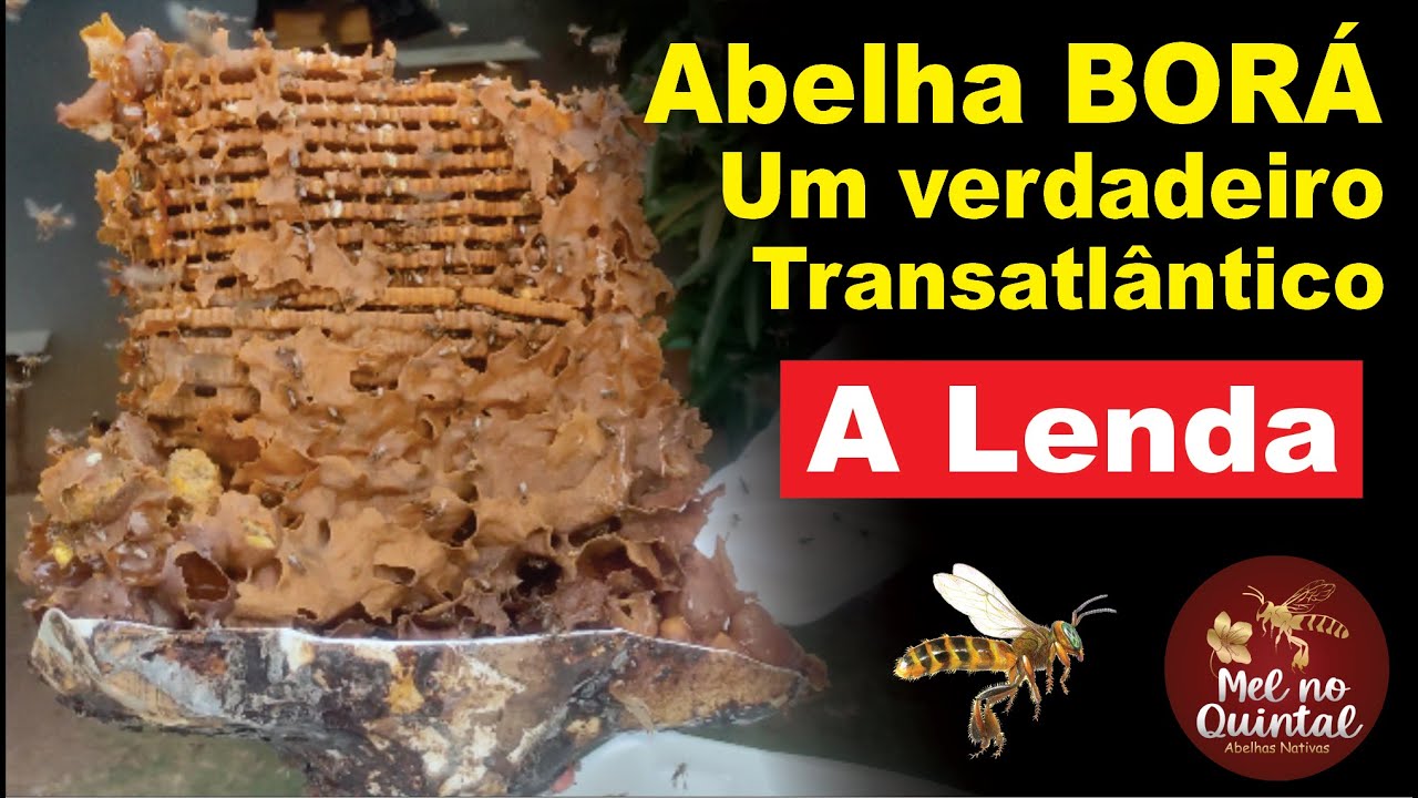 Abelha BORÁ, é sucesso garantido!