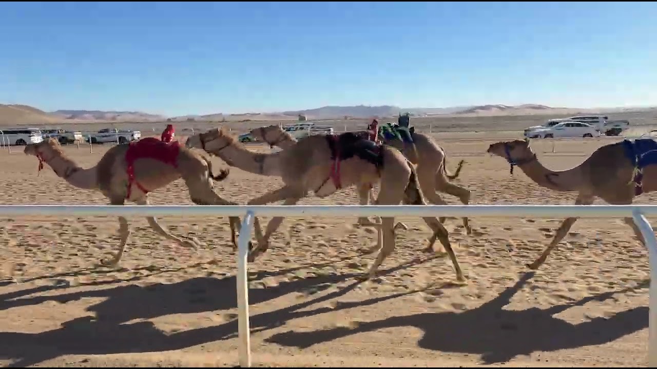 الشوط الأول | بكار جذاع رئيسي | سمحه | محمد بن سليمان العطوي | 