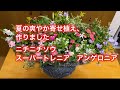 【夏の寄せ植え作りました】ニチニチソウ、トレニア、アンゲロニアめっちゃおしゃれです。