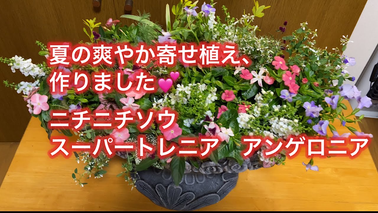 【夏の寄せ植え作りました】ニチニチソウ、トレニア、アンゲロニアめっちゃおしゃれです。