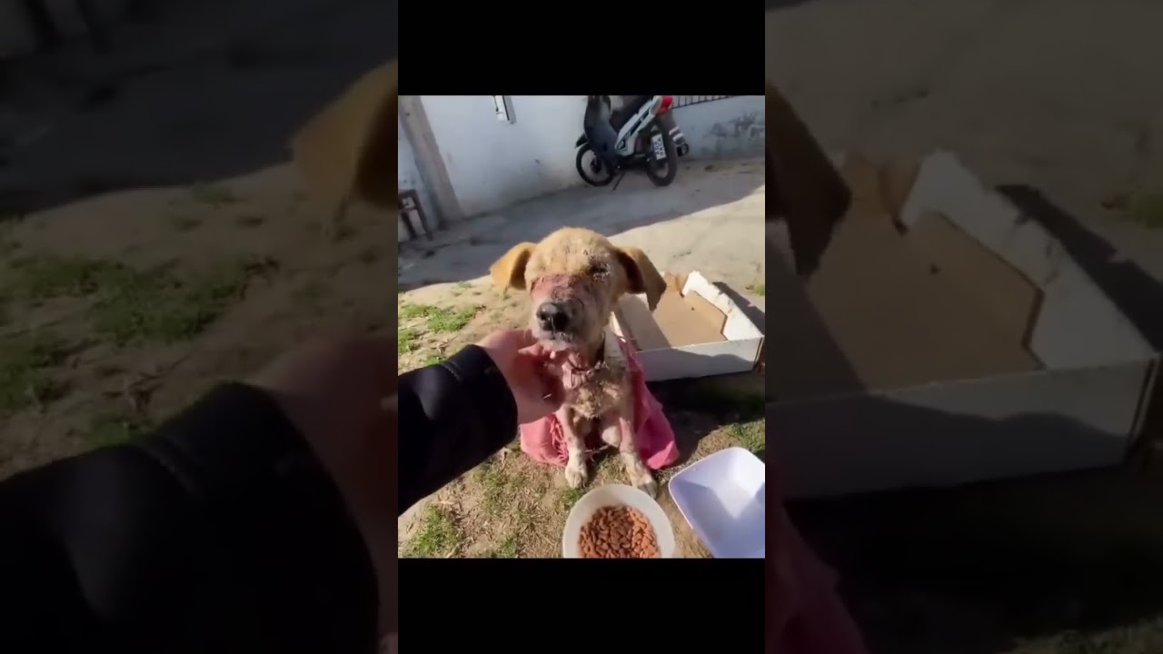 Meet Trasto, a resilient dog who survived unimaginable neglect and abuse