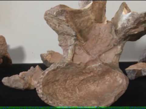 notícias r7 Cientistas apresentam maior dinossauro já descoberto no país