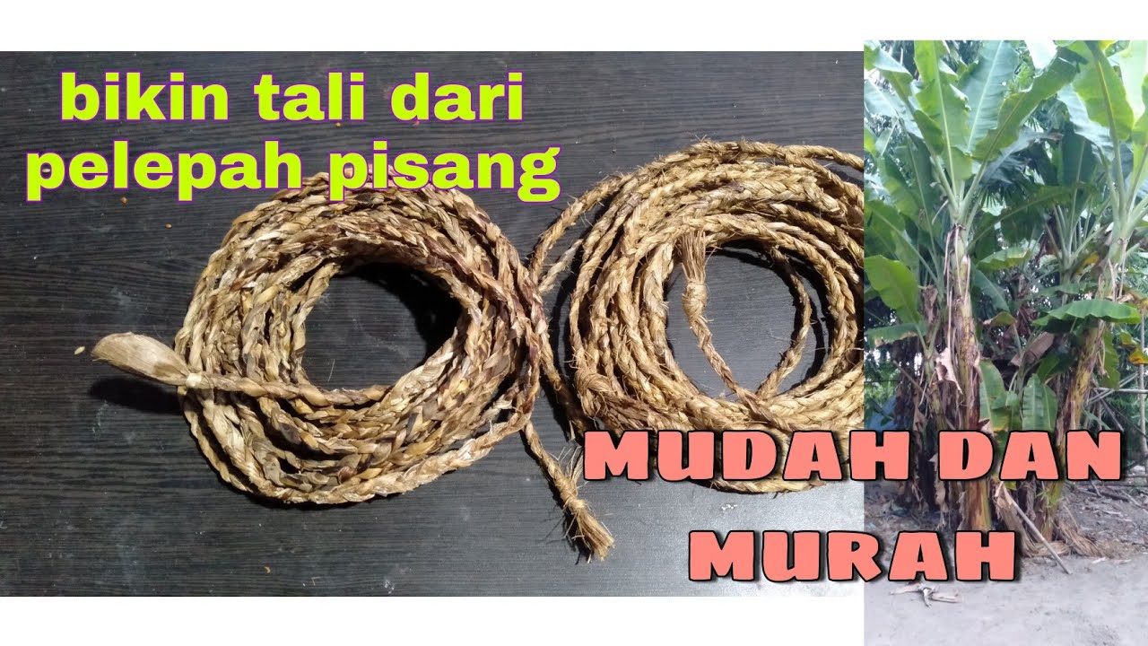Cara Membuat Tali Dari Pohon/Pelepah Pisang