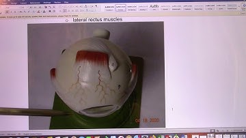 ACC Biol2401 API Lab22 Eye Anatomy Lab Instruction