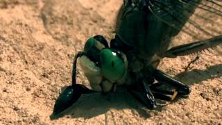 Huge Dragonfly Vs. Wasp! So close you can here the chewing!