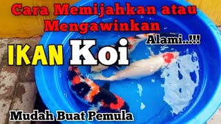 Cara Memijahkan Ikan Koi Paling Mudah Buat Pemula Bahan Sederhana Dan Murah