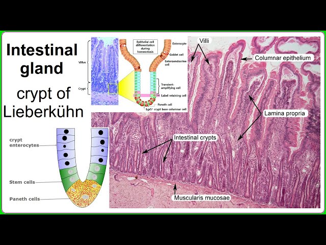 Small Intestine Villi Histology