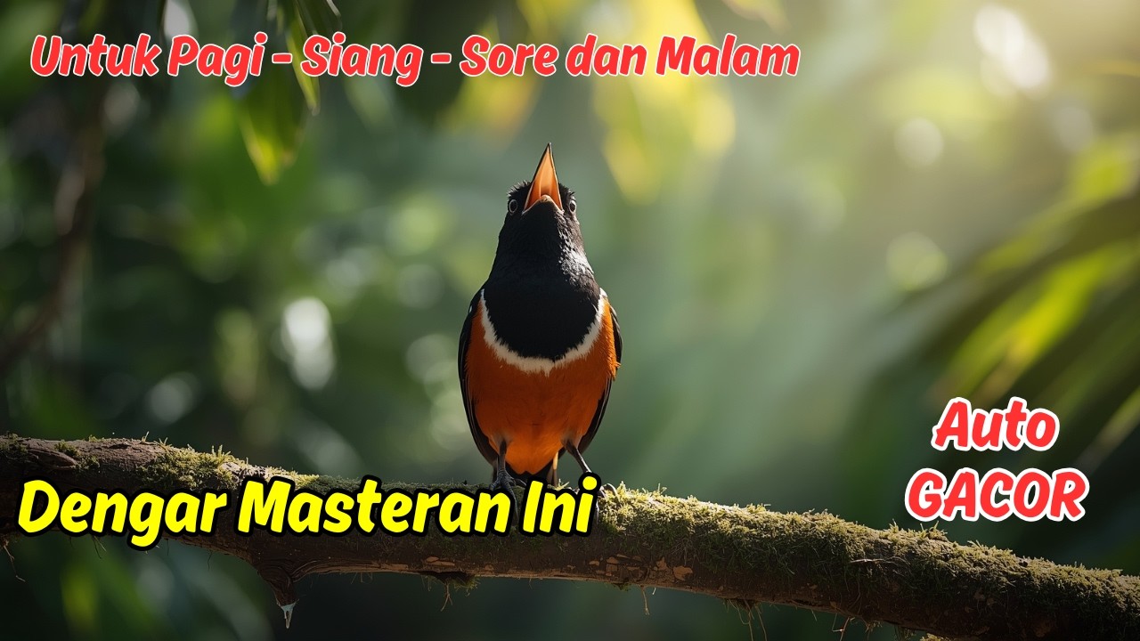 Masteran atau Pancingan Murai Batu Harian Suara Kristal Auto Tarung