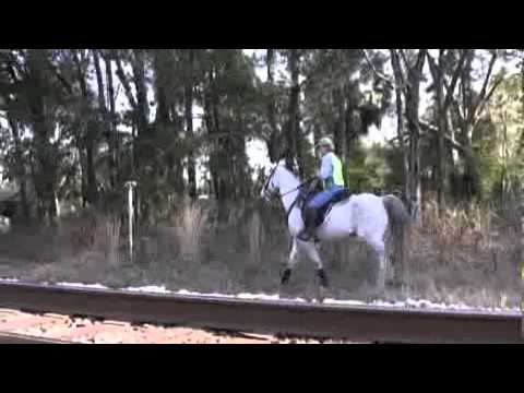 mainlander Horse Search for Haleigh Cummings
