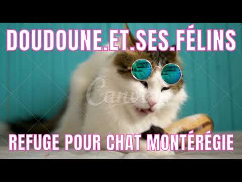 Refuge Doudoune.et.ses.Félins - YouTube