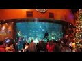 Silverton Casino Aquarium - Best Free Attraction in Las ...