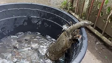 Chinese Softshell Turtle