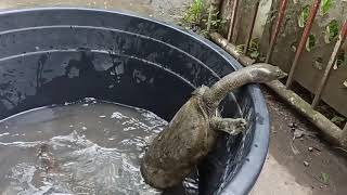 Chinese Softshell Turtle