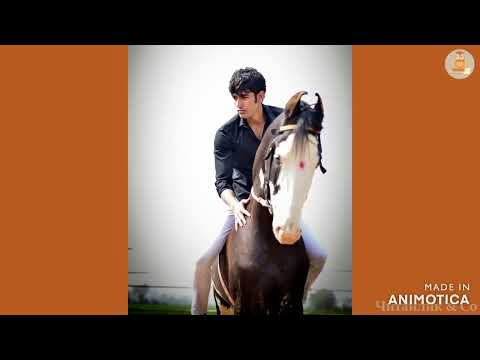 Дев'ять братів-сіроманців