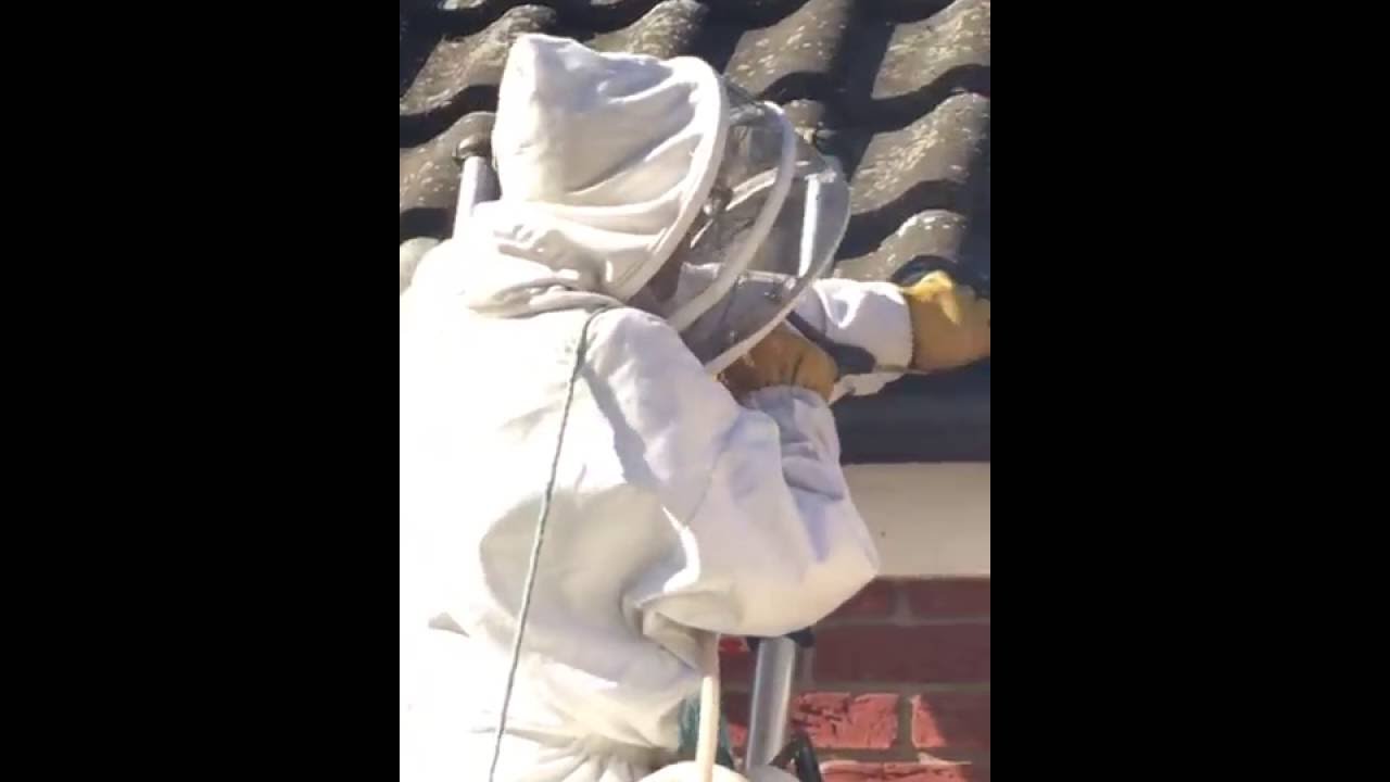 How To Get Rid Of Wasps Under Roof Tiles
