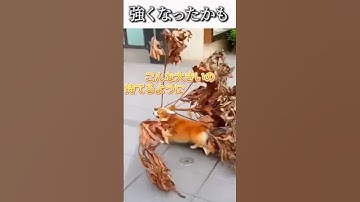 犬のおもしろ動画にツッコミどころ満載なアフレコしてみた＃121【コーギー】【ハプニング映像】#shorts　#アフレコ #面白動画