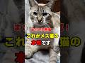 ここが魅力！メス猫だけに許された7つの行動と性格 #猫 #ねこたんの解説 #猫雑学