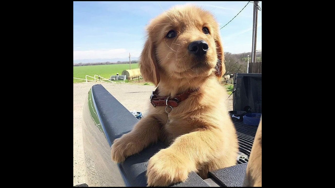 10 Dog Pics Of The Day