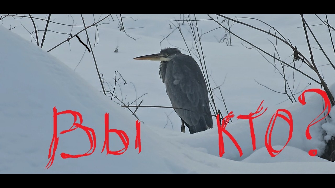 Скайримстра февраль 2026г. Зимний  сплав на сапбордах и байдарке по р. Истра