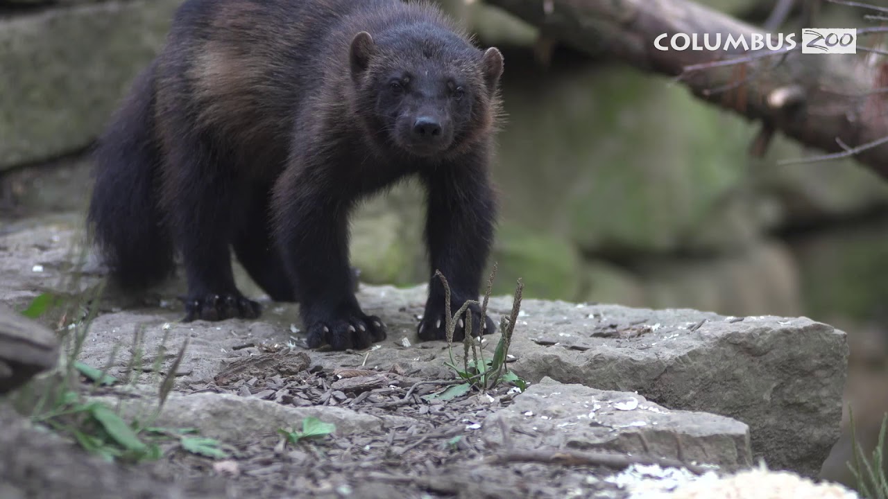 Wolverines at the Columbus Zoo YouTube