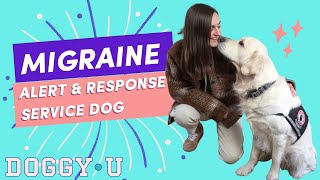 Migraine Alert and Response Service Dog & Tips for First time OwnerTrainer Service Dog Handlers