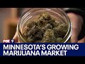 Homegrown marijuana inside minnesotas growing market