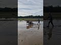 techniques and skills for cultivating rice fields with a tractor #shorts #agriculture #smartfarming