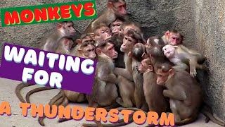 Monkeys united in a flock in anticipation of a thunderstorm