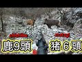 【狩猟】猪と鹿の群れをライフル銃で撃つ！その結果は・・・hunting映像２選