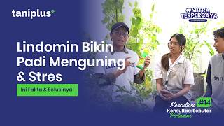 Konsultani #14 HERBISIDA LINDOMIN BIKIN PADI KUNING DAN STRESS??!!