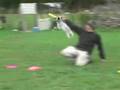 Rescue Dog Training Jam Rescue Dog Training Jam