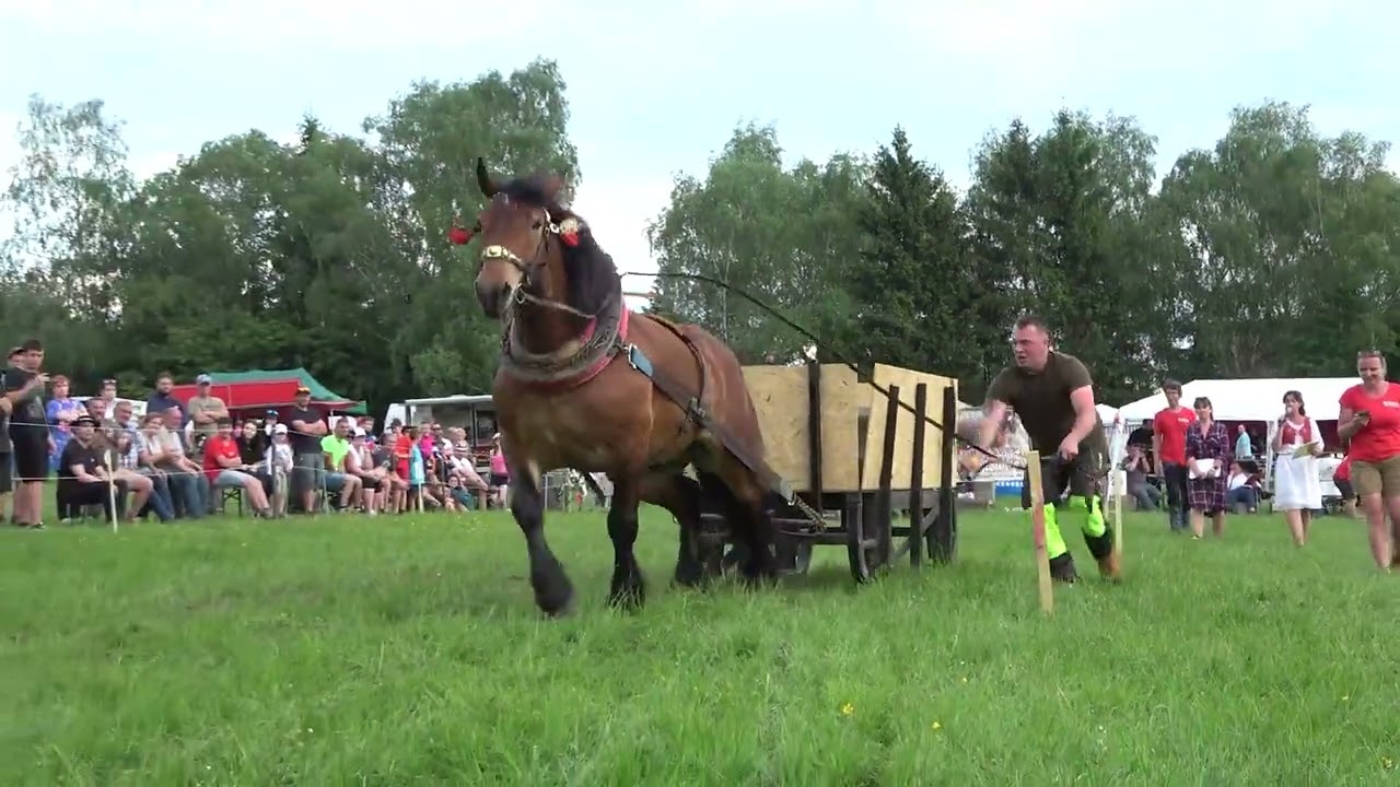 Steinberg, siedme miesto vo váhovej kategórii 750 - 900kg! (Kľačianska podkova 2024)